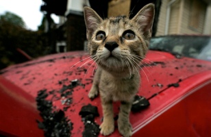 The charred remains of the home that was firebombed, where two people died can be seen in the rear while this cat remains despite its singed wiskers from the fire. Photo by Ken Love