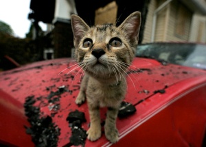 The charred remains of the home that was firebombed, where two people died can be seen in the rear while this cat remains despite its singed wiskers from the fire. Photo by Ken Love